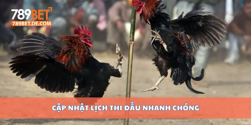 Đá Gà Thomo Hôm Nay Có Gì Hot? Xem Ngay Lịch Thi Đấu 3 Cập nhật lịch thi đấu nhanh chóng