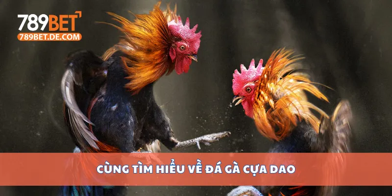 Đá Gà Cựa Dao Nảy Lửa, Xem Trực Tiếp Full Hd Miễn Phí 2 Cùng tìm hiểu về đá gà cựa dao