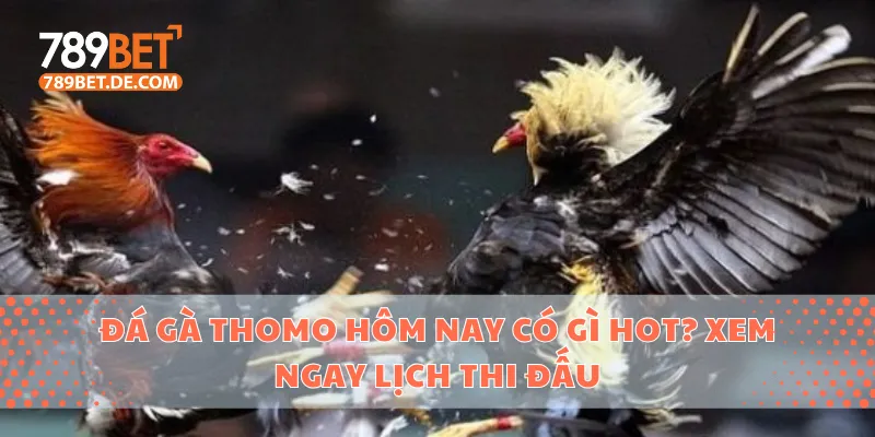 Đá Gà Thomo Hôm Nay Có Gì Hot? Xem Ngay Lịch Thi Đấu 1 Đá gà Thomo