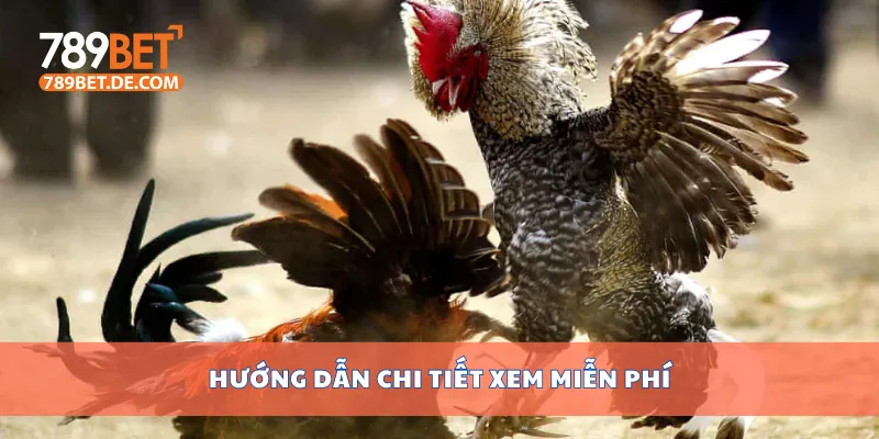 Đá Gà Cựa Dao Nảy Lửa, Xem Trực Tiếp Full Hd Miễn Phí 3 Hướng dẫn chi tiết xem miễn phí