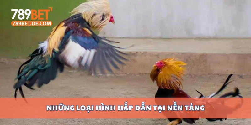 Những loại hình hấp dẫn tại nền tảng