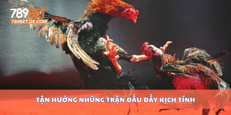 Đá Gà Cựa Dao Nảy Lửa, Xem Trực Tiếp Full Hd Miễn Phí 4 Tận hưởng những trận đấu đầy kịch tính