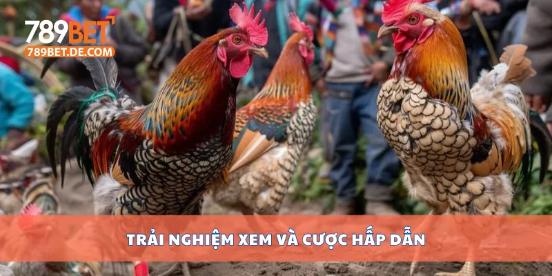 Trải nghiệm xem và cược hấp dẫn